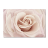 Trademark Fine Art Cora Niele 'Peach Pink Rose' Canvas Art, 12x19 ALI1760-C1219GG